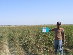 11422002-irrigated-cotton-sw-1b.jpg