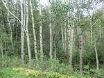 38203CIMG1501.JPG