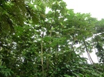 45533CIMG2618.JPG