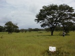 12166GT163_1yrFallow.JPG
