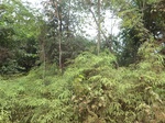 47161CIMG3498.JPG