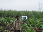 128830248b-irrigated-supplemental-groundwater-banana-dominant-sugarcane.gif