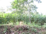 13949IMG_4239.JPG
