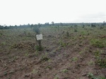 12006GT260_mais_planted.JPG