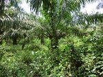 46286CIMG0575.JPG