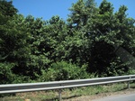 33495IMG_5737.JPG