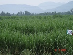132680354b-rainfed-agriculture-sugarcane-dominant-rice.gif