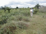 12033GT290_fallow.JPG