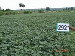 130450292a-rainfed-agriculture-soyabean-doublecrop-wheat.gif
