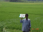 75080334c-irrigated-canal-rice.jpg