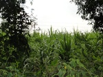 24650DSC00872.JPG