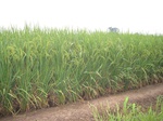 14446IMG_4799.JPG