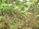 47350CIMG3687.JPG