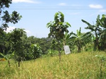 15831IMG_4368.JPG