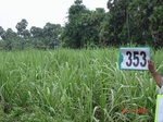 132650353b-rainfed-agriculture-sugarcane.gif
