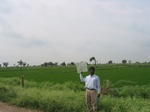 7976gt94a._cropland_rice_moreweedJPG.jpg