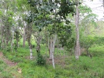 31981IMG_5594.JPG