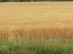 29721CIMG1036.JPG