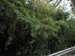 16448IMG_5233.JPG