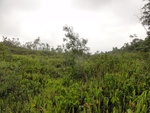 50267DSC02069.JPG