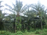 33696RIMG0314.JPG