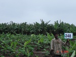 128820248a-irrigated-supplemental-groundwater-banana-dominant-sugarcane.gif