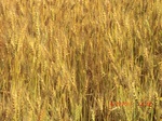 29752CIMG1076.JPG