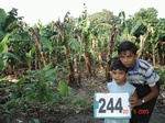 128680244b-irrigated-supplemental-groundwater-banana.gif