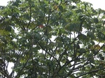 46931CIMG3268.JPG