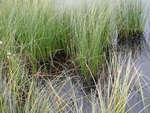 24970DSC00037.JPG