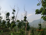 53520CIMG6861.JPG