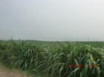 32768CIMG1900.JPG