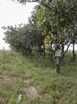 12264GT085_WindBreak_Neem.JPG