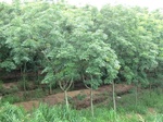 34834CIMG1502.JPG