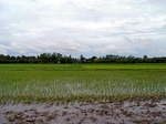 43674pic1.jpg