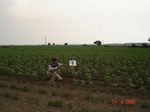 6023009c-irrigated(supplemented-by-groundwater)-cotton-chilles.jpg