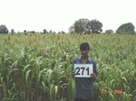 72990271b-irrigated-supplemental-rainfed-agriculture-cottondominant-sorghum.jpg