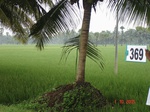 76170369c-irrigated-canal-rice-doublecrop-greengram-blackgram-thirdcrop.jpg