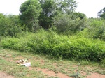 1172512-scrubland-vigourous-dense-c.jpg