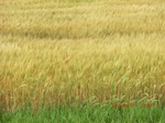 29625CIMG0894.JPG