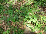 46484CIMG0773.JPG