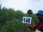 69140148d-irrigated-canal-sugarcane.jpg