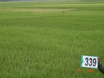 132220339c-irrigated-canal-rice.gif