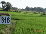 131370316c-rainfed-agriculture-rice.gif