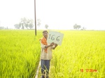 6727gt166-cropland-1.jpg