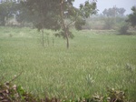 1784526042008(25).JPG