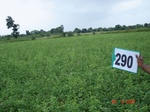 130380290a-rainfed-agriculture-soyabean.gif