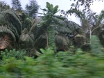 49898CIMG6235.JPG