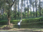9295gt08a-coffee-with-Y&M-sec-forest.gif