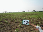 6126013b-irrigated-supplemental-vegetables-cotton-chillies.jpg